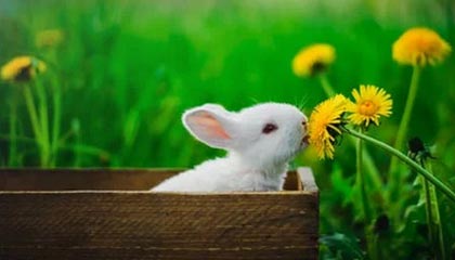 每周股票复盘：广深铁路（601333）每股现金红利0.07元，8月15日发放